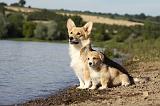 CORGI PEMBROKE 780